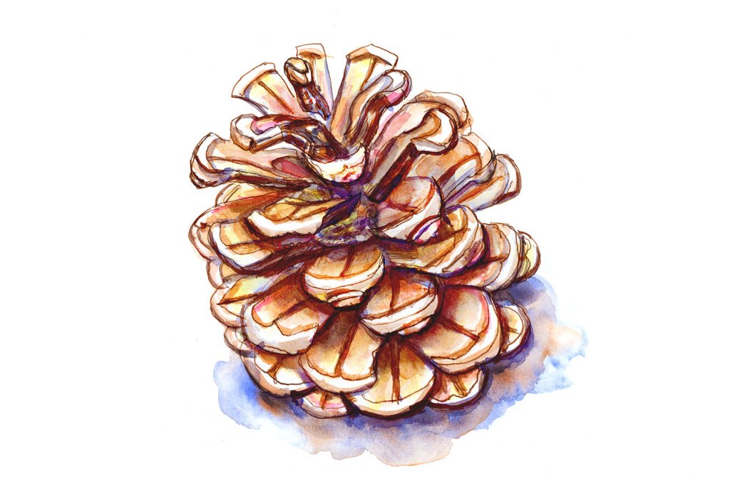 Sketching pine cones