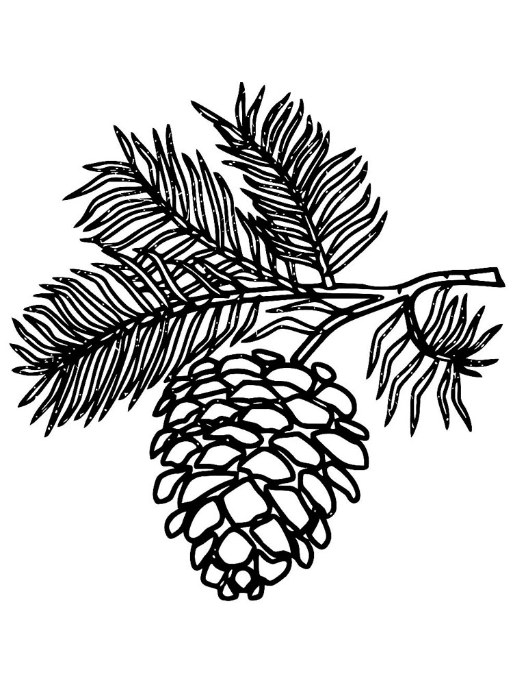 Pine cone coloring pages