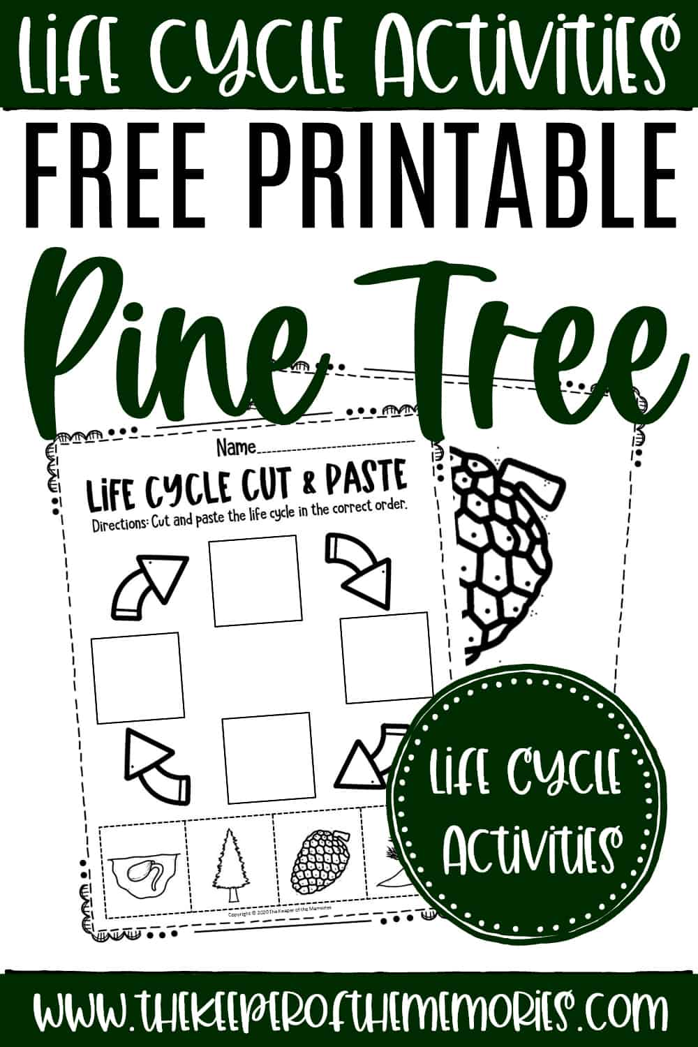 Free printable pine tree life cycle worksheets