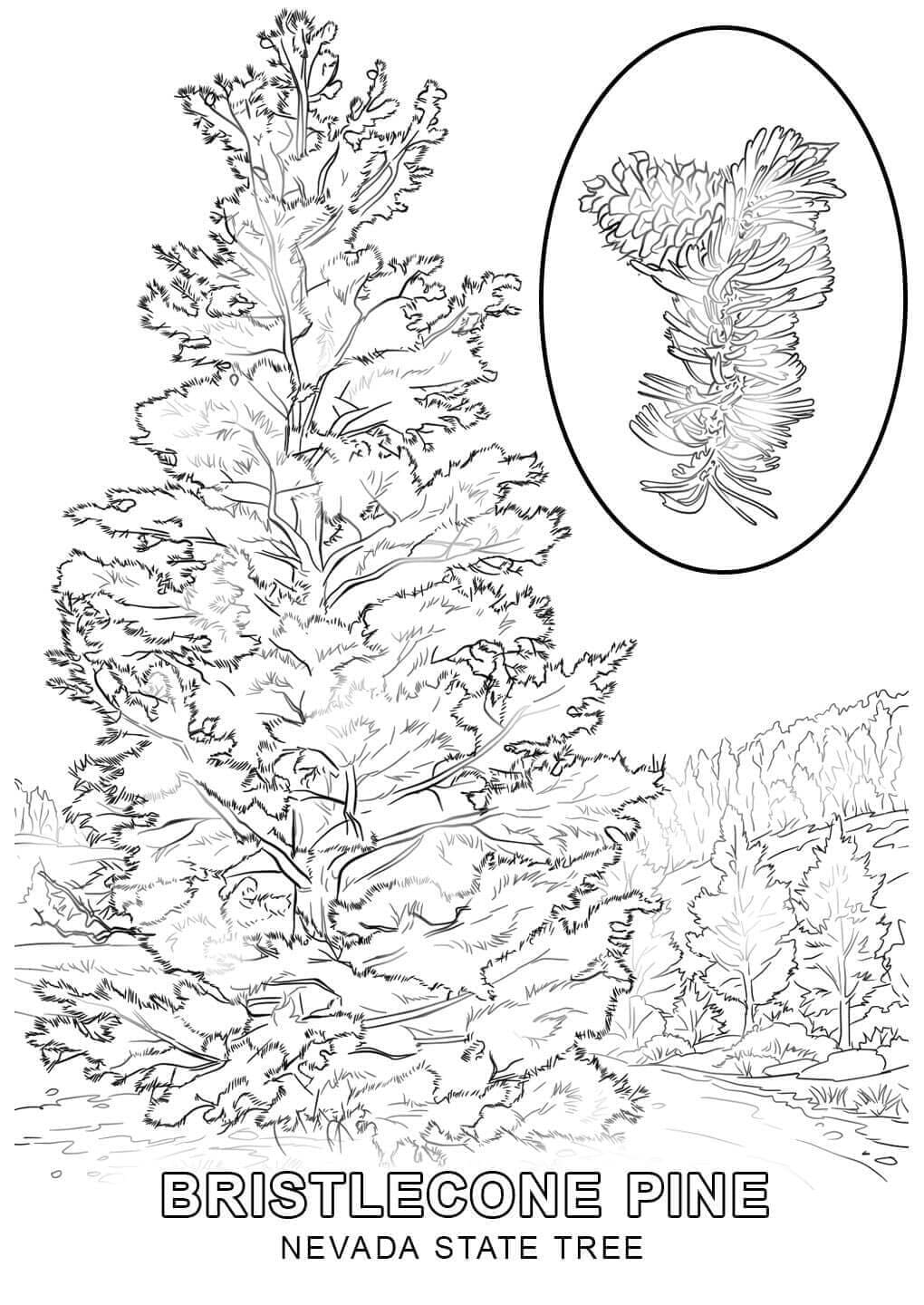Nevada state pine tree coloring page