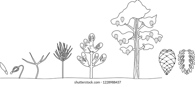 Coloring page pine tree life cycle stock vector royalty free