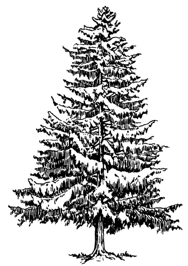 Coloring page fir