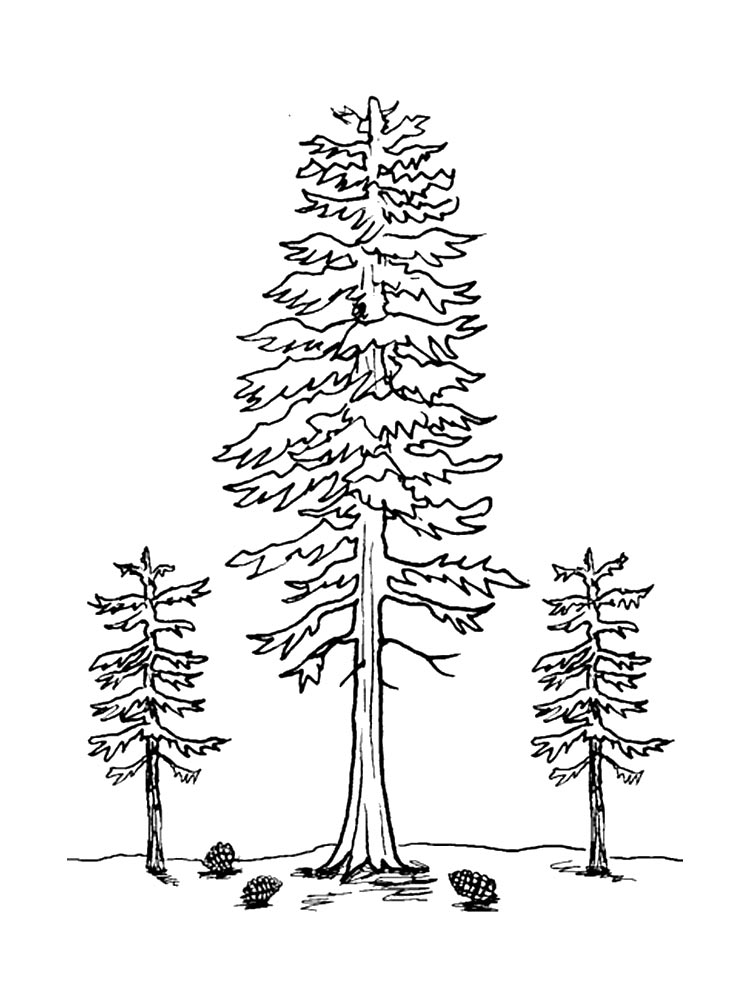 Painting of fir trees coloring page