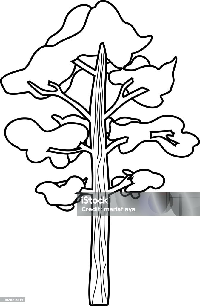 Pine tree coloring page stock illustration