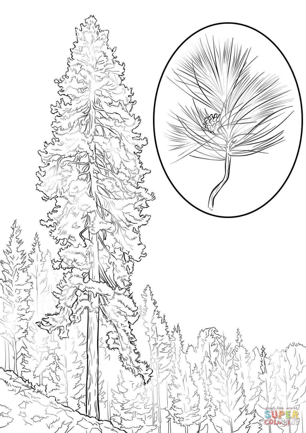 Ponderosa pine coloring page from pine trees category select from printable crafts of cartoons â tree coloring page flower coloring pages coloring pages