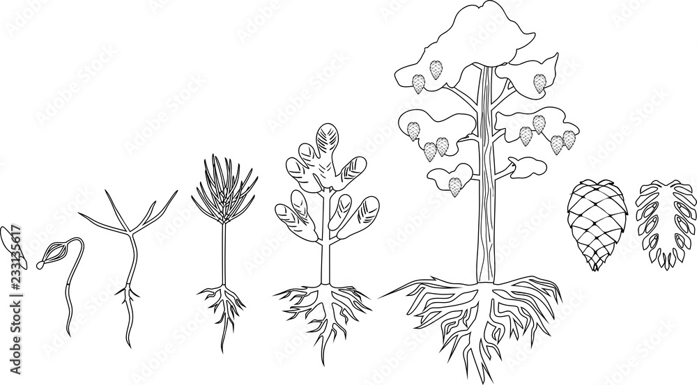 Coloring page with pine tree life cycle stages of growth from seed to mature pine tree with cones vector