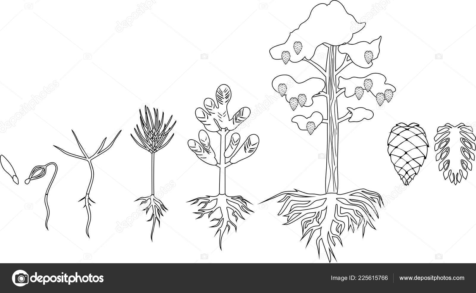 Coloring page pine tree life cycle stages growth seed mature stock vector by mariaflaya