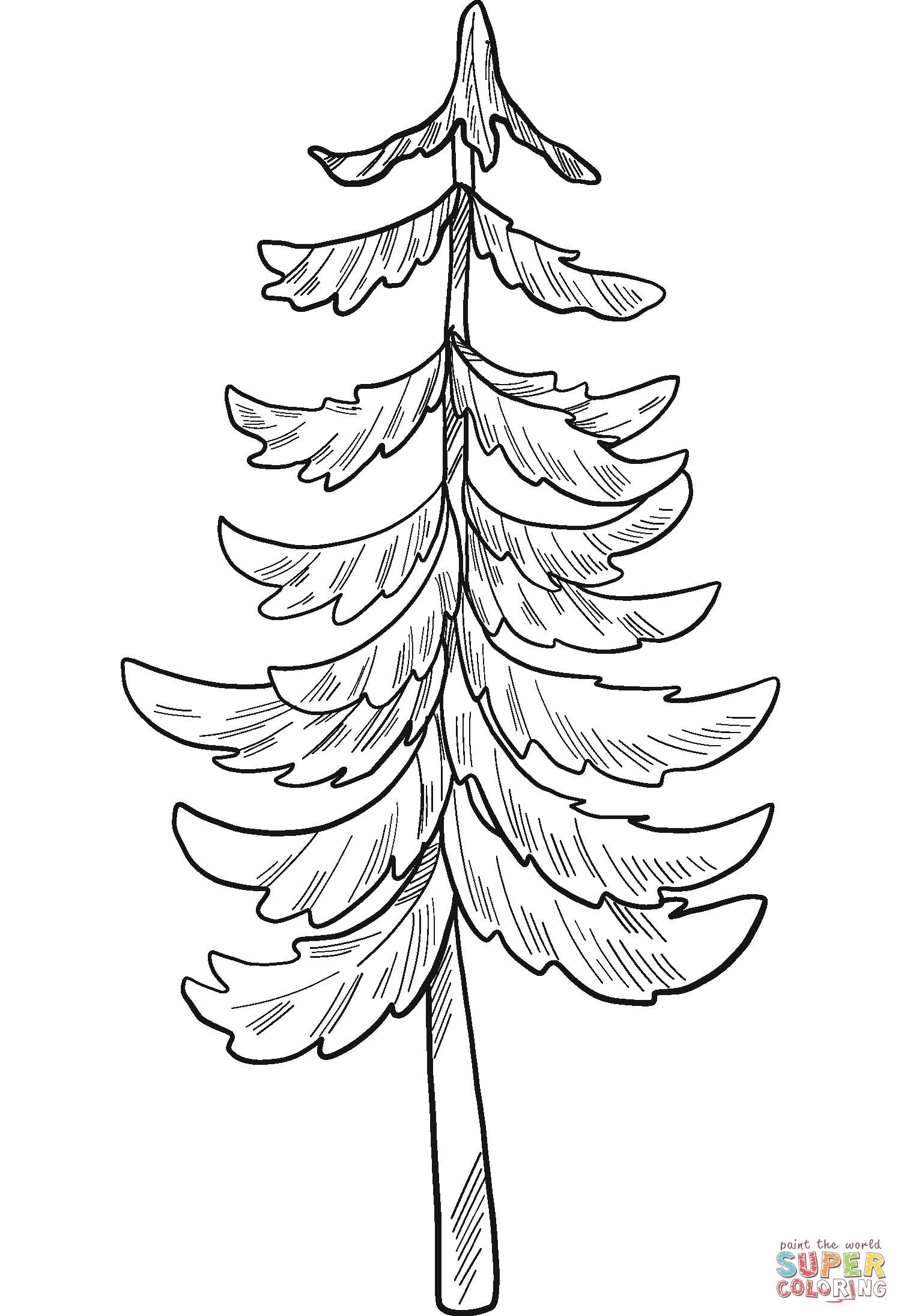 Evergreen tree coloring page free printable coloring pages
