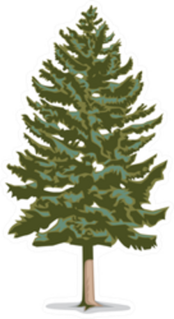 Pine tree sketch in color sticker