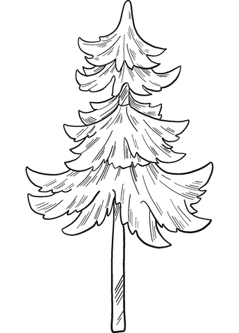 Evergreen tree coloring page free printable coloring pages