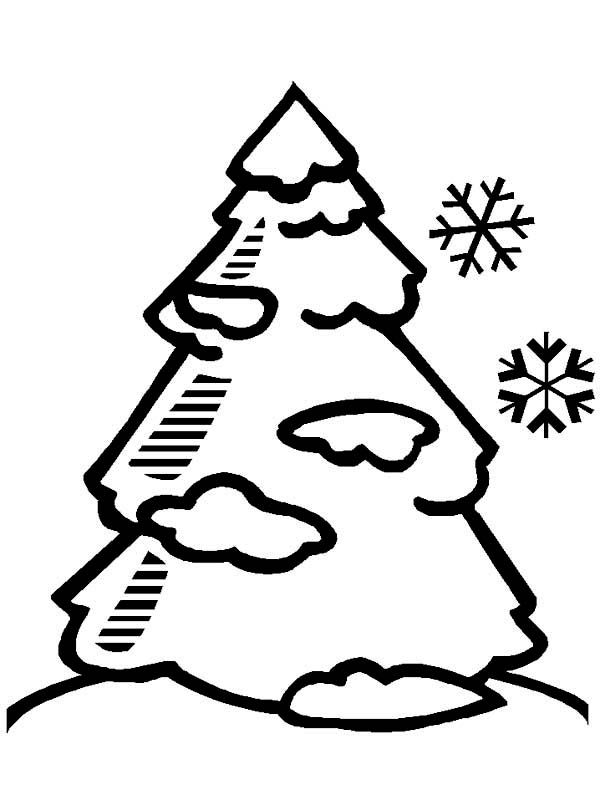 Pine tree covered with winter season snow coloring page color luna tree coloring page christmas tree coloring page coloring pages winter