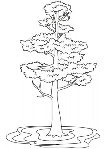 Pine tree coloring page free printable coloring pages