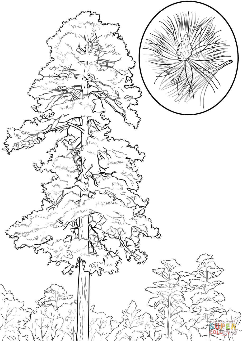 Red pine tree coloring page free printable coloring pages