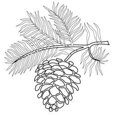 Pine cone coloring pages