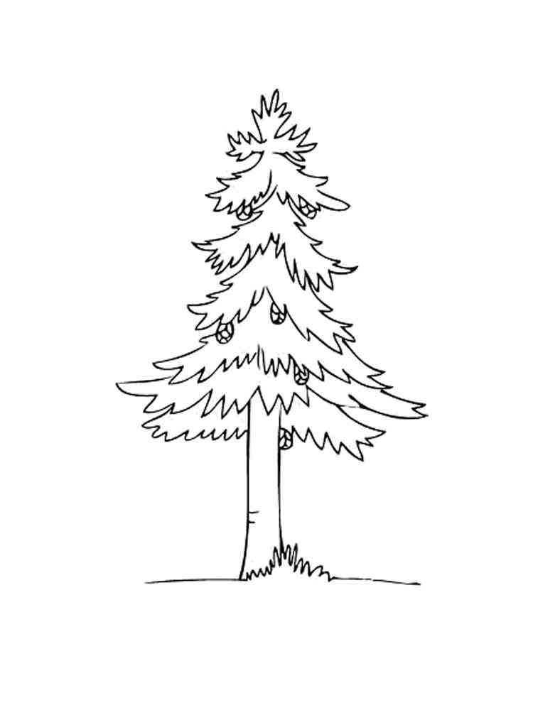 Pine tree coloring pages