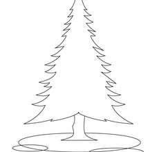 Pine tree coloring pages