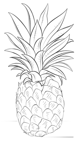 Pineapple coloring page free printable coloring pages