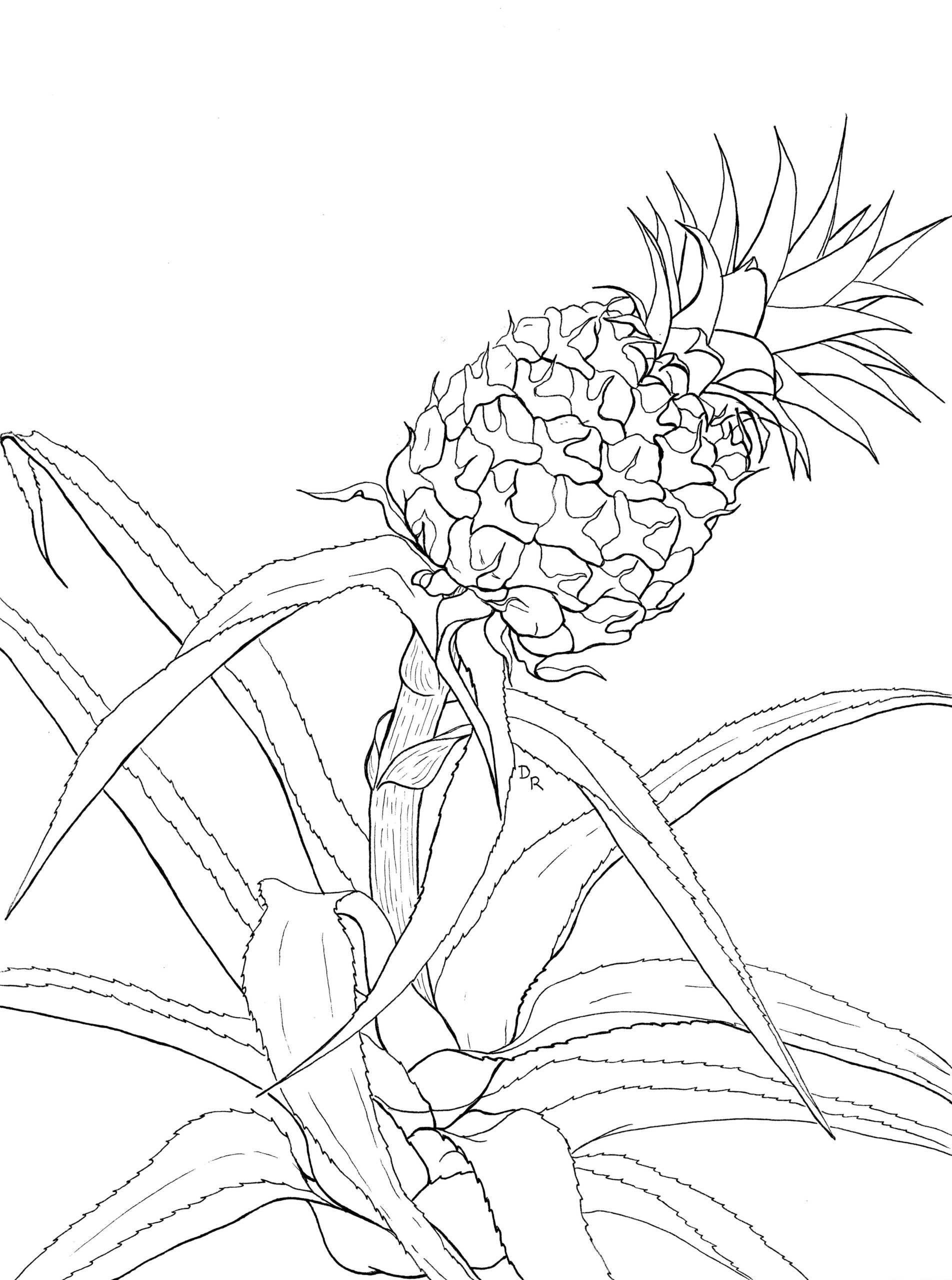 Coloring pages naples botanical garden