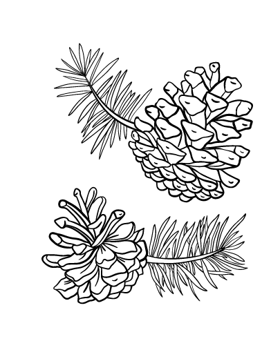 Free pine cone coloring page