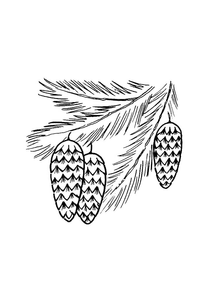 Pine cone coloring pages