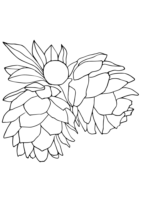 Pinecone drawing for coloring page free printable nurieworld