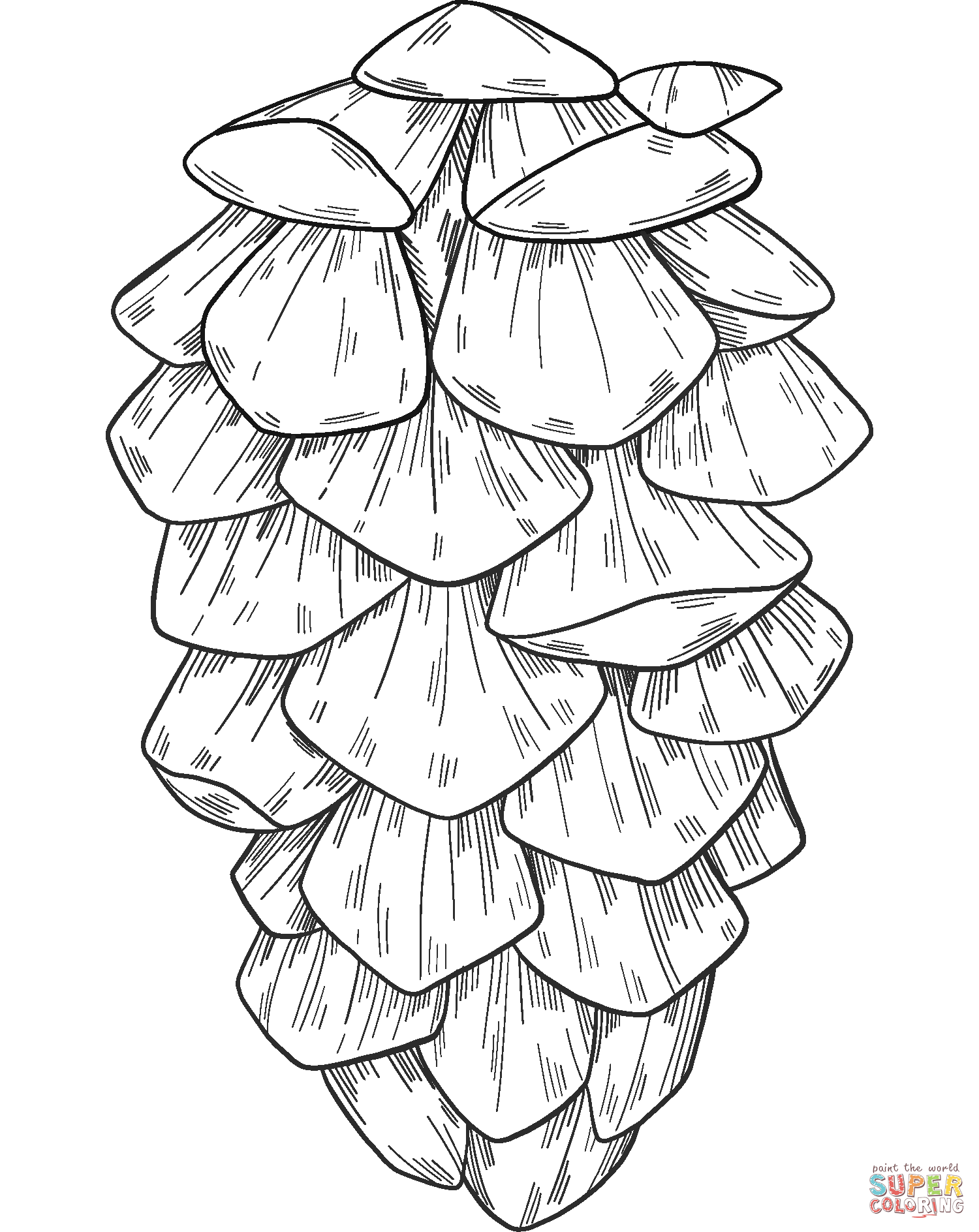 Pine cone coloring page free printable coloring pages