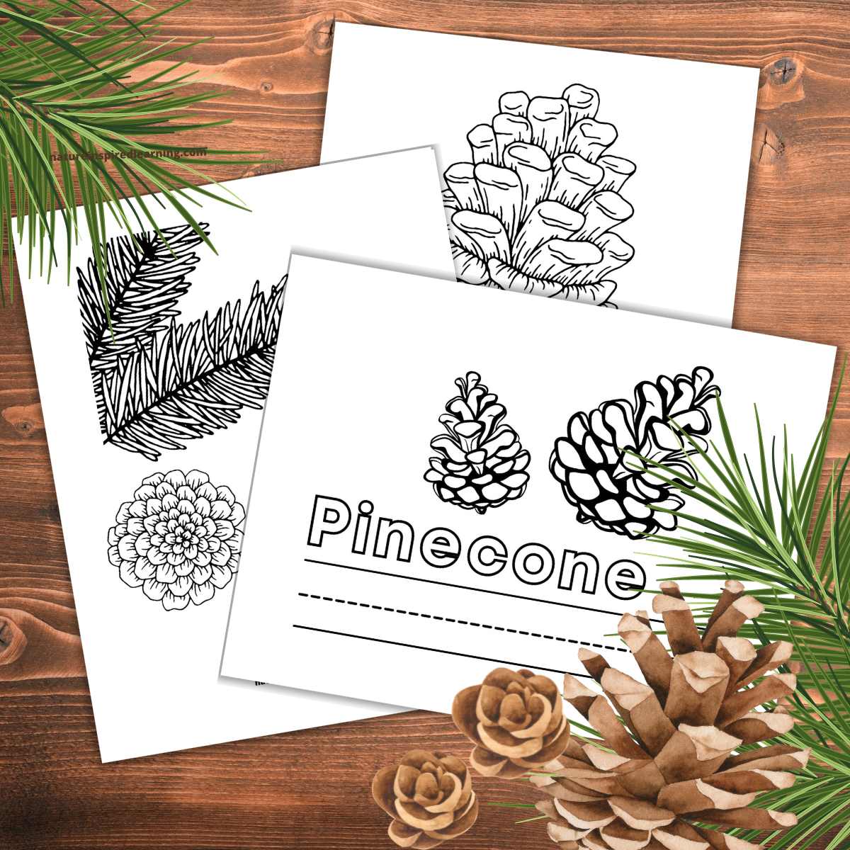 Pinecone coloring pages