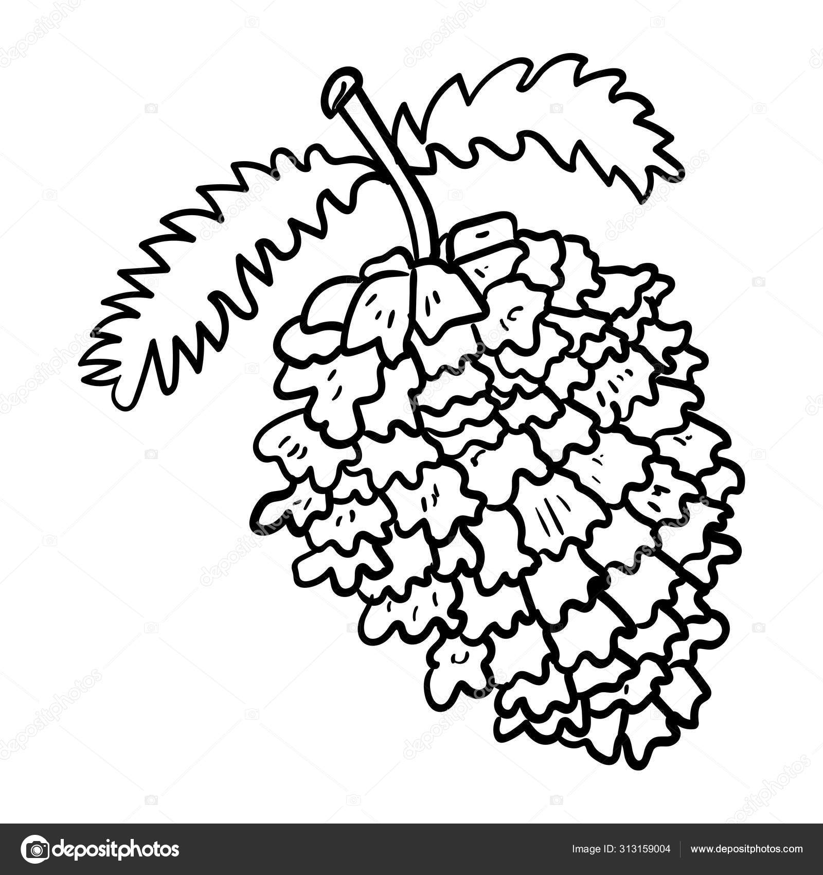 Pine or fir cone on a branch for decoration for design coloring page or book antistress hobby fort and holiday