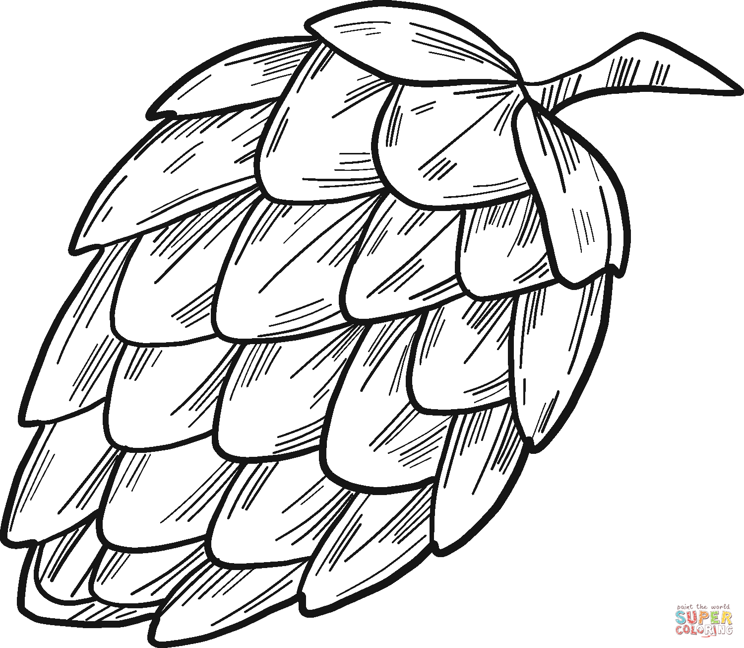 Pine cone coloring page free printable coloring pages