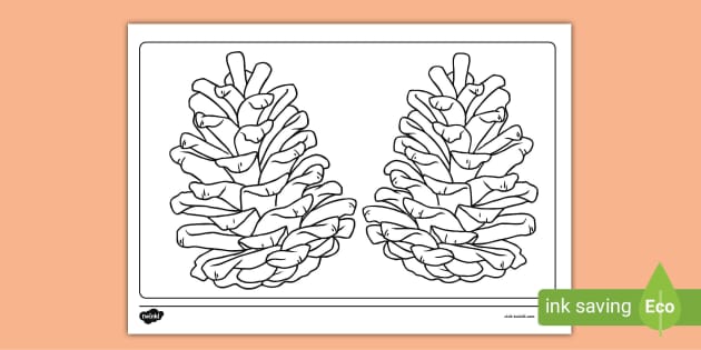 Fir cones colouring page teacher made