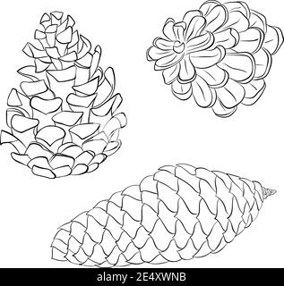 Hand drawn sketch of pinecone in black isolated on white background stock vector image art