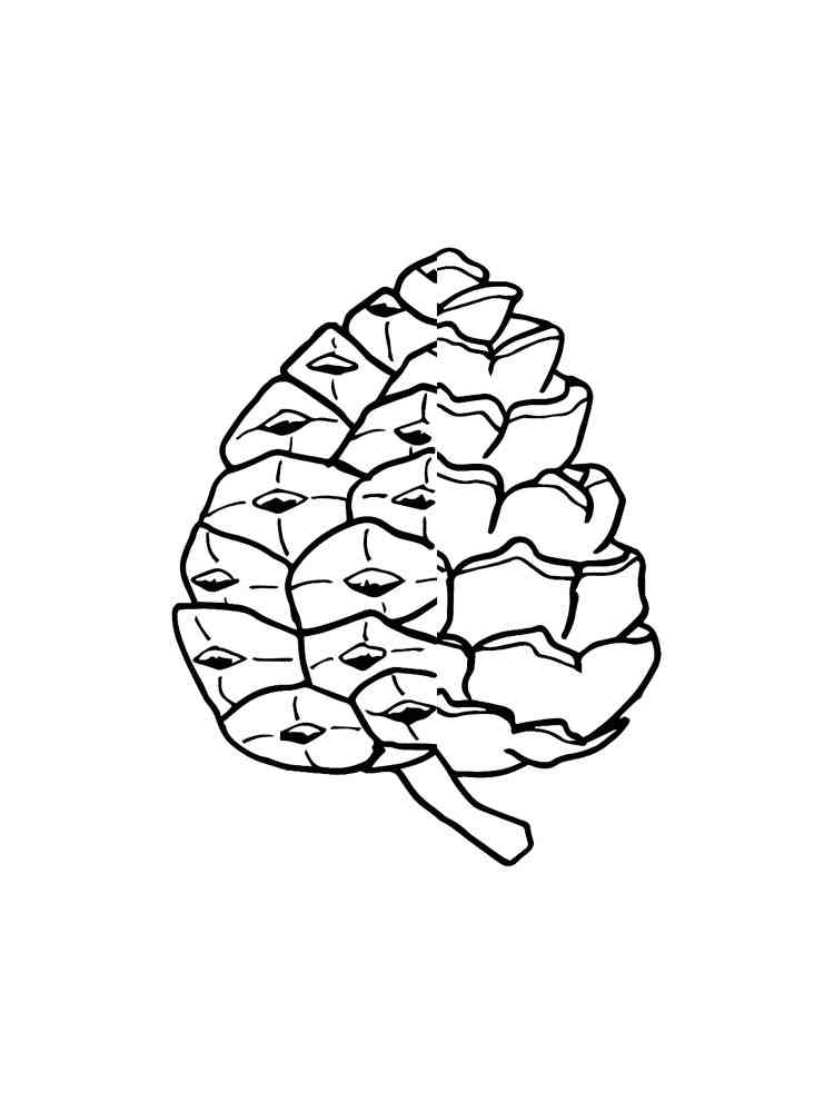 Pine cone coloring pages