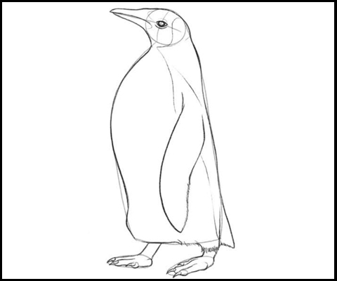 Pinguino dibujo facil