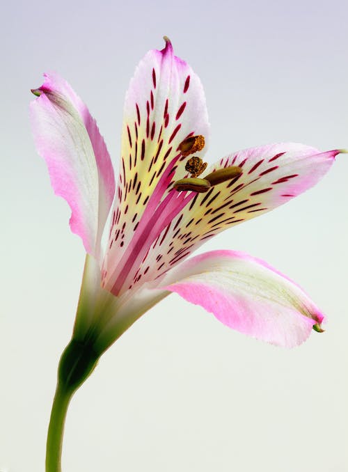 Pink Lily Photos, Download The BEST Free Pink Lily Stock Photos