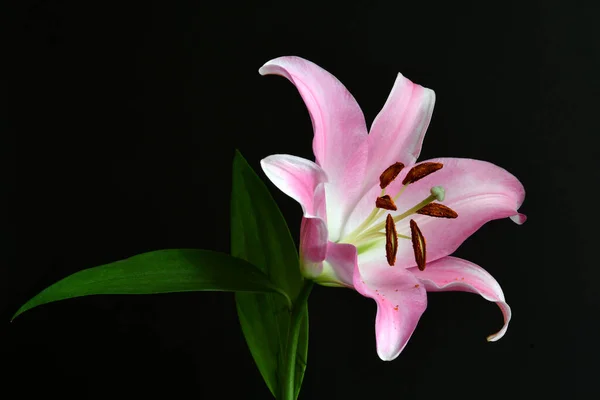 Pink Lily Photos, Download The BEST Free Pink Lily Stock Photos