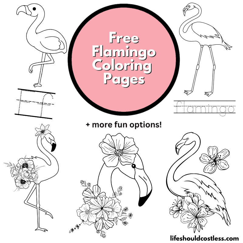 Flamingo coloring pages free printable pdf templates