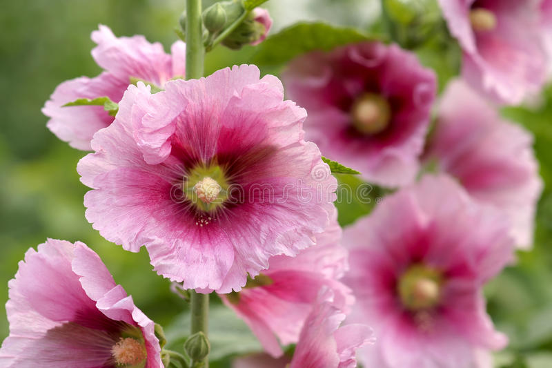 Download Free 100 + pink hollyhocks Wallpapers