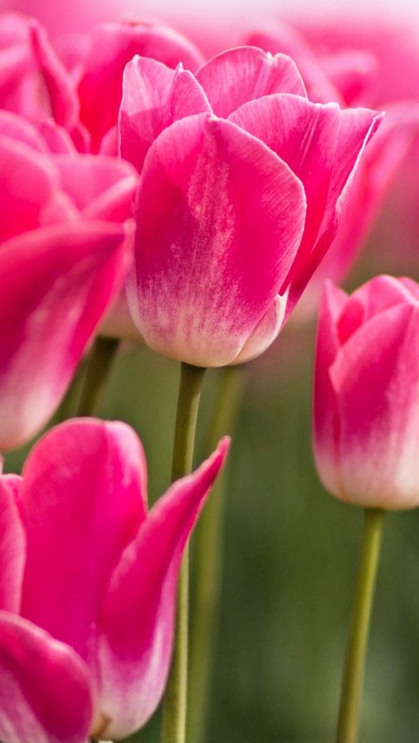 Pink Tulips by Stocksy Contributor Jovana Rikalo