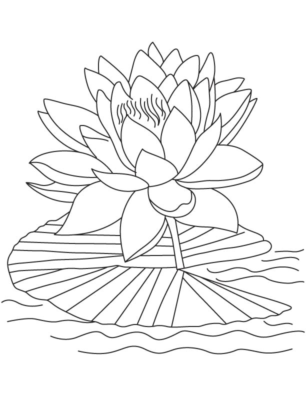 Pink lotus coloring page download free pink lotus coloring page for kids best coloring pages