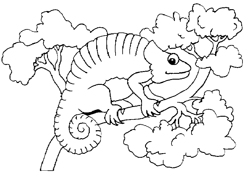 Coloring page chameleon animals â printable coloring pages