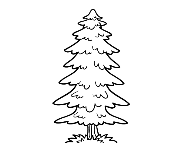 A fir coloring page