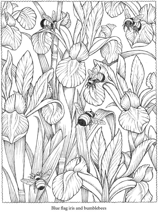 Wele to dover publications adult coloring pages coloring pages colouring printables
