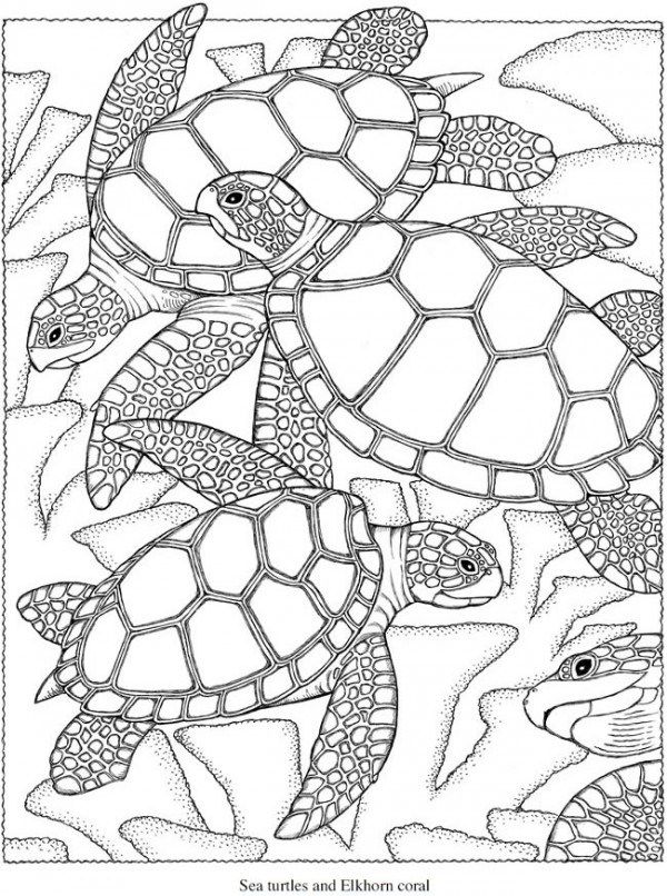 Freebie sea turtle coloring page turtle coloring pages summer coloring pages free coloring pages