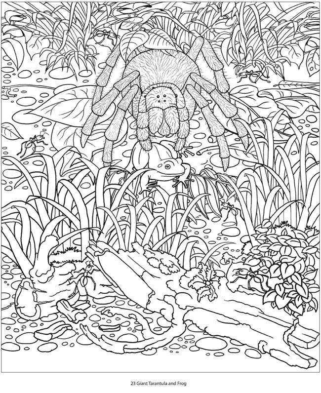 Wele to dover publications animal coloring pages adult coloring pages adult coloring book pages