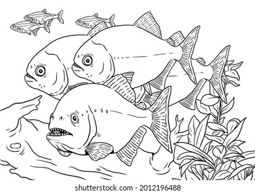 Aquarium piranhas coloring predatory fish piranha stock illustration