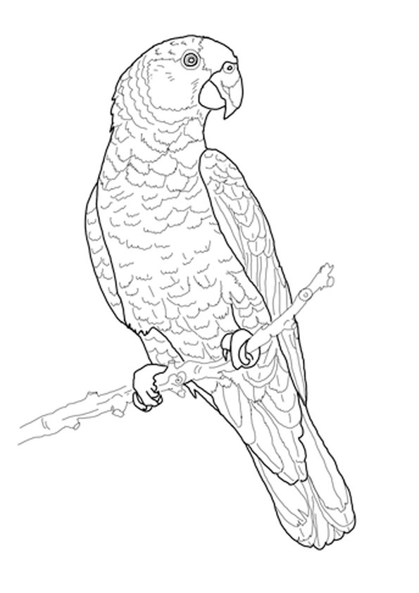 Coloring pages pirate parrot coloring pages for kids