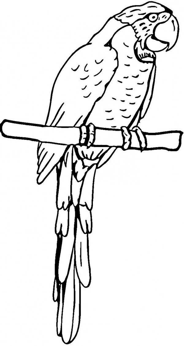 Pirate parrot coloring page