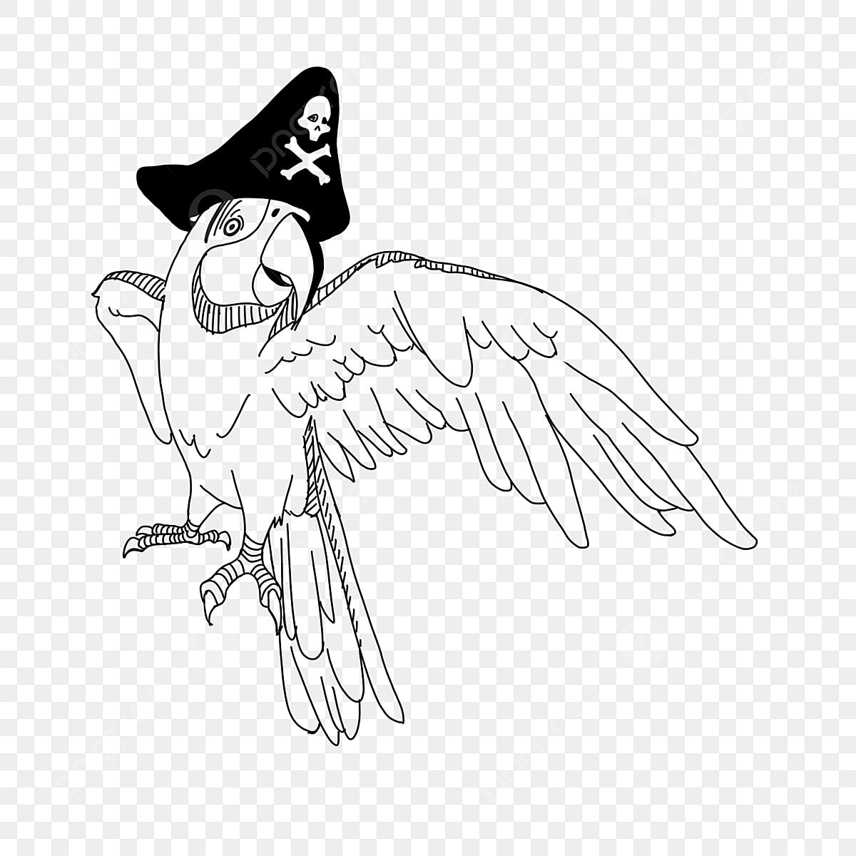 Pirate parrot png transparent images free download vector files