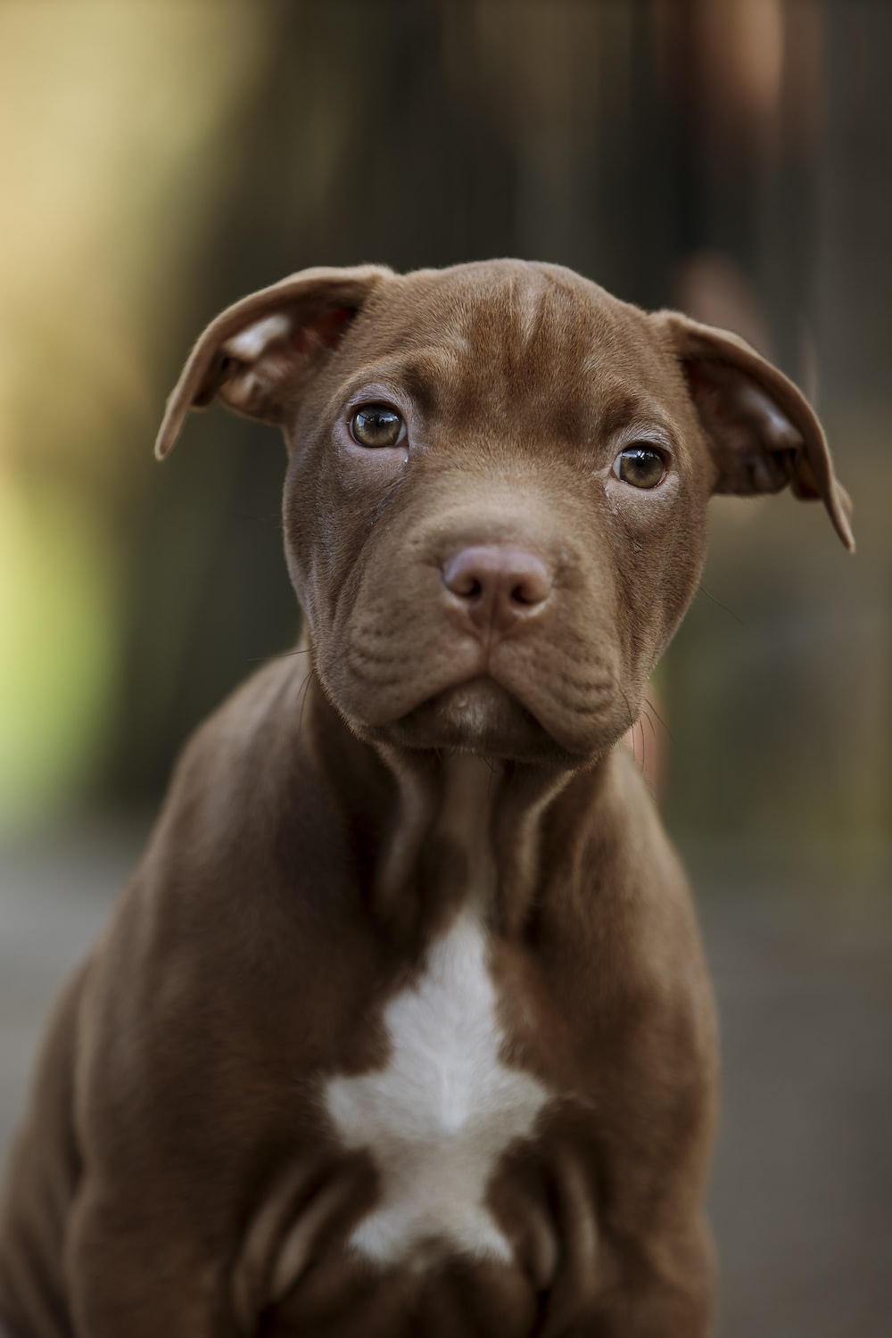 Pit Bull Puppies: Cute Pictures and Facts