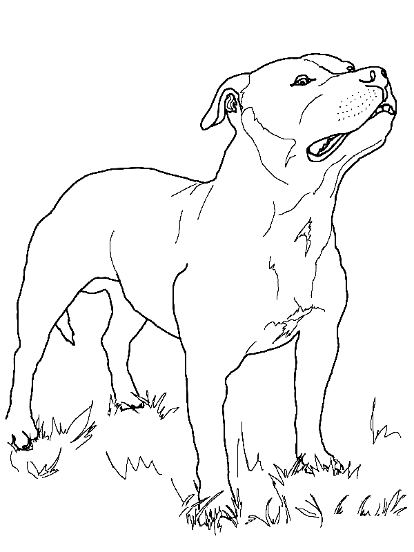 Pitbull coloring pages printable for free download